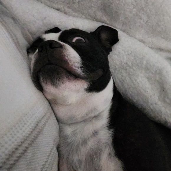 Meet your Posher, Lisa and Buddy - Picture 11 of 13